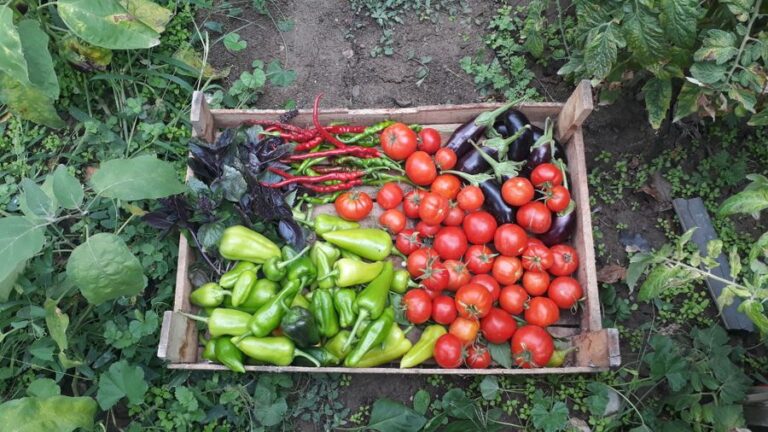 Legumes e verduras frescas colhidas em uma caixa de madeira