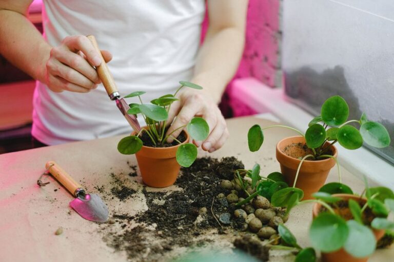 Mãos replantando pequenas mudas verdes em vasos de barro